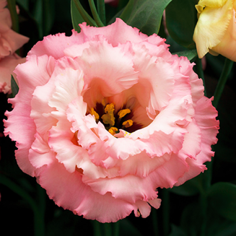 Lisianthus Corelli 3 Apricot, double rows of ruffled pink petals