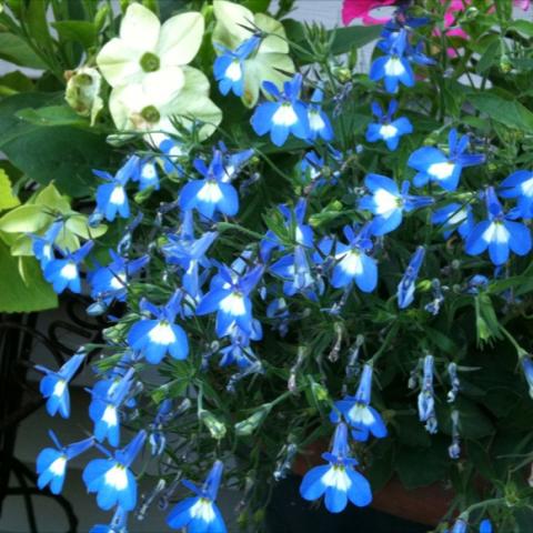 Lobelia 'Electric Heat Blue', blue dangling flowers with white throats