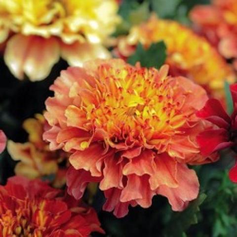 Tagetes Strawberry Blonde, pinkish outer petals, orange to gold inner