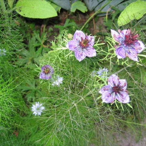 Nigella 'Midnight', misty green leaves, lavender blooms with dark purple stamens