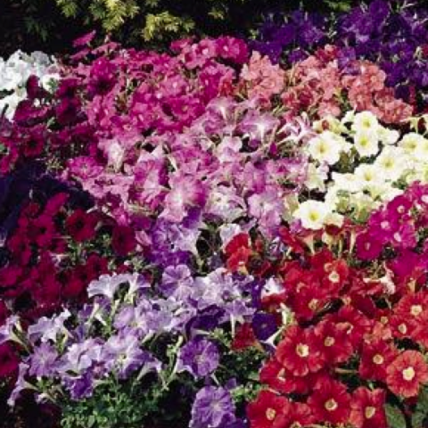 Petunia Carpet Mix, red, white, pink and purple