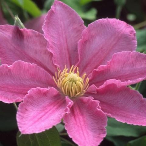 Clematis Abilene, single flower with pink petals