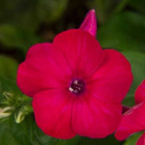 Phlox Flame Red, reddish pink flat flower