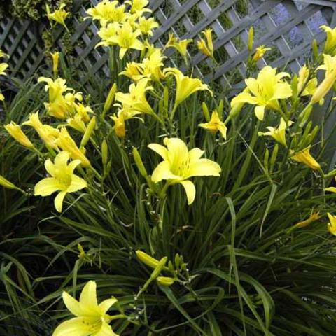 Big Time Happy daylily, lemon yellow flowers
