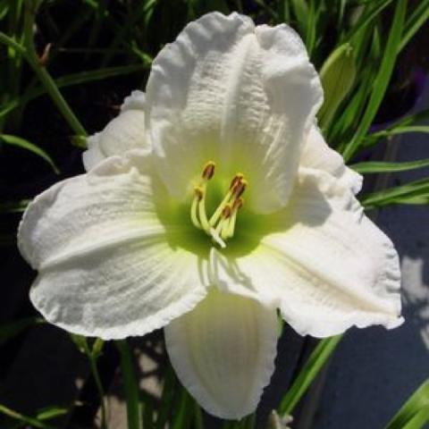 Gentle Shepard daylily, almost white with a yellow-green throat