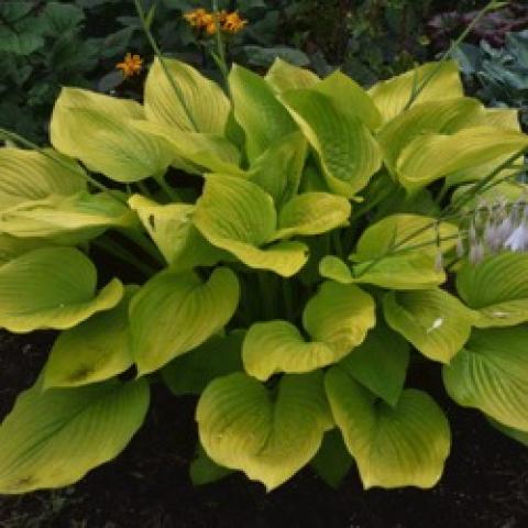 Hosta Age of Gold, yellow-green leaves