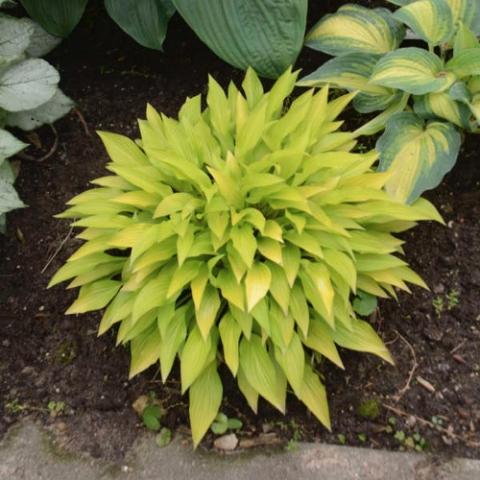 Hosta Munchkin Fire, small with narrow yellow-green leaves