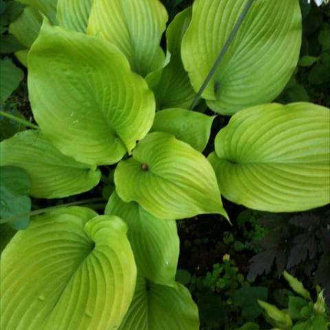 Hosta 'Sum and Substance', huge lime-green leaves