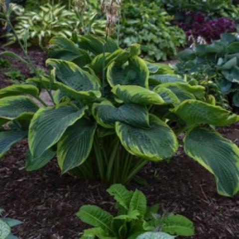 Hosta WuLaLa, green leaves with narrowish yellow edges, curving down on the ends