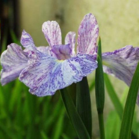 Iris ensata, blue and white striated iris bloom