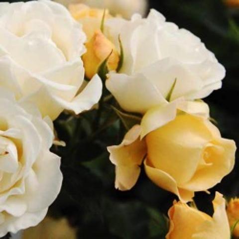 Rosa Popcorn Drift, white to light yellow tea rose type blooms