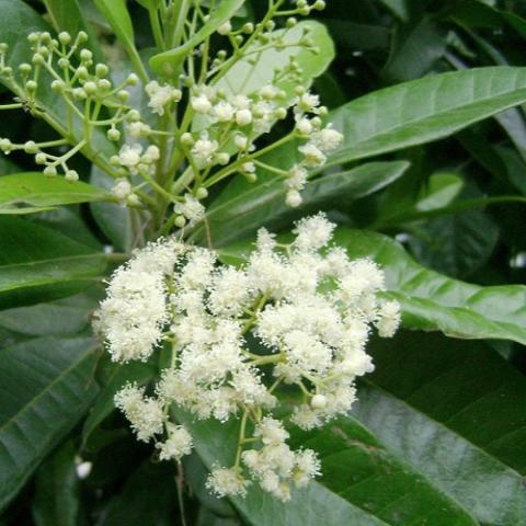 Allspice, white flowers and green leaves