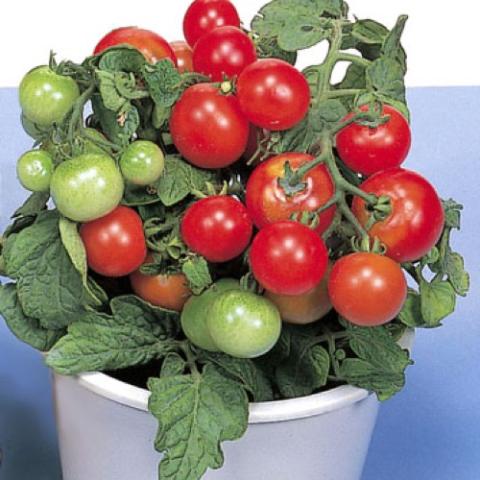 Red Robin tomatoes, red cherries in clusters