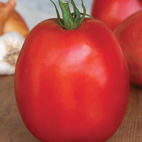 SuperSauce tomato, very red large roma shape