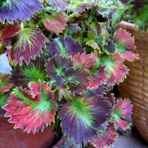 Coleus Tilt a Whirl, red and green fan-like leaves