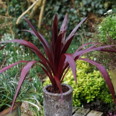 Cordyline Superstar, upright spiky plant with dark red leaves