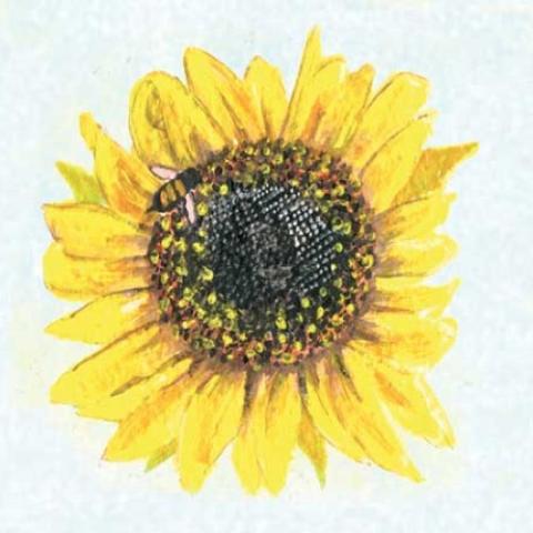 Helianthus Hopi Black Dye, illustration of a yellow sunflower, dark center