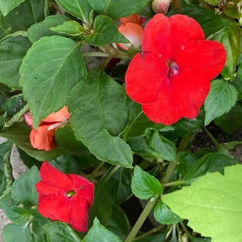Impatiens Beacon Bright Red, red flowers