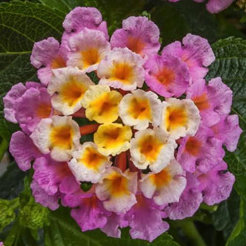 Lantana Bandolero Pink, cluster of flowerets, pink surrounding light yellow, orange eyes