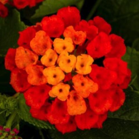 Lantana Hot Blooded Red, red, dark pink, and orange small flowers in a round cluster