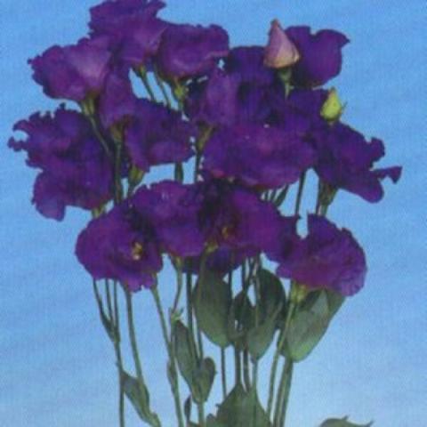 Lisianthus 'Mariachi Blue', dark purple rose-like blooms