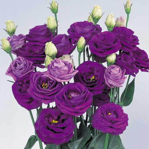 Lisianthus Rosita 2 Sapphire, dark purple rose-like flowers