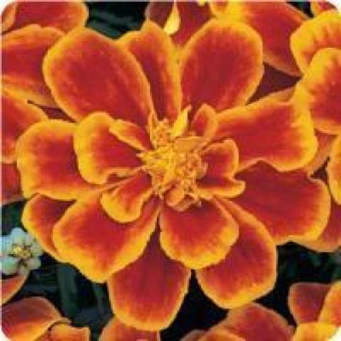 Tagetes 'Durango Flame', red petals with orange margins