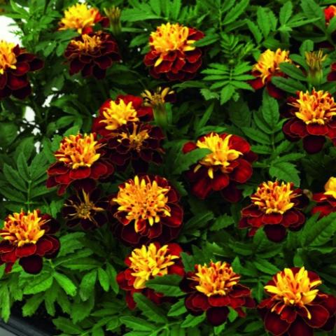 Marigold Super Hero Spry, very dark red flowers with spangly gold centers