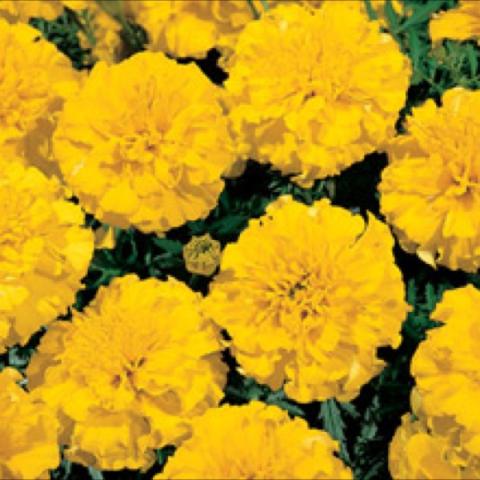 Marigold 'Little Hero Yellow' very double yellow marigolds