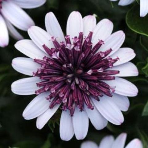 Osteospermum 4D Berry White, pale lilac petals and dark purple center