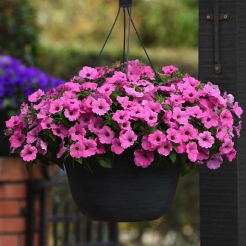 Petunia Color Rush Pink, pink petunias in a hanging basket