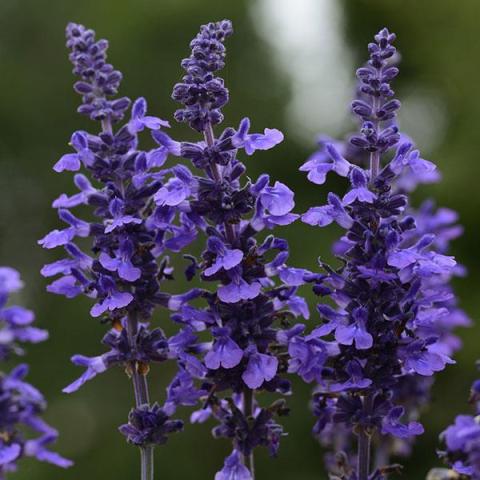 Salvia Mysty, blue purple flowers on upright spikes