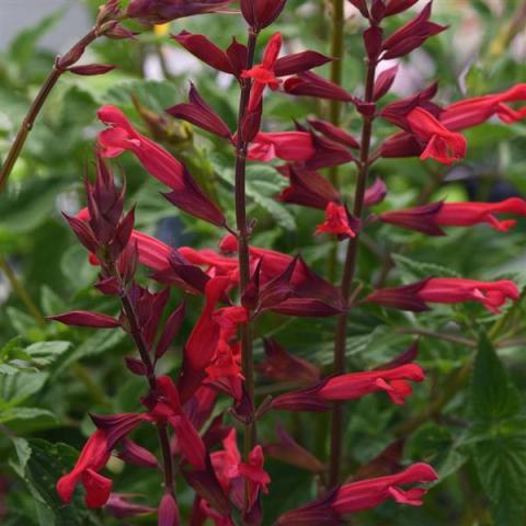 Salvia Roman Red, bright red flowers along dark stems, dark bracts