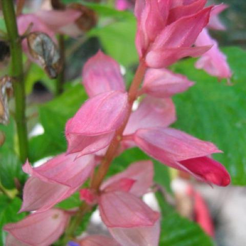 Pink Salvia splendens