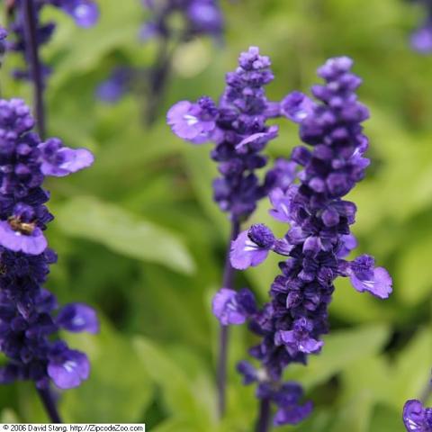 Salvia Victoria Blue, blue-violet upright flower spikes