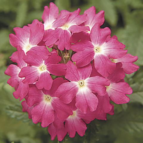 Verbena Obsession Coral with Eye, pink cluster of flowers with white eyes