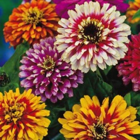 Zinnia Whirlygig Mix, multi-colored flowers like whirligigs!