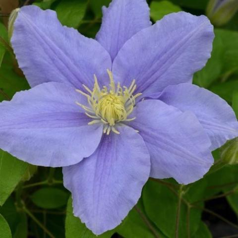 Clematis Boulevard Zara, light lavender singles with rippled edges, yellow stamens