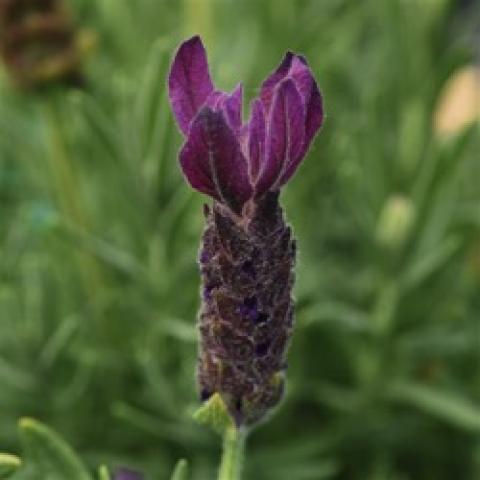 Lavandula Primavera, dark purple-red flower