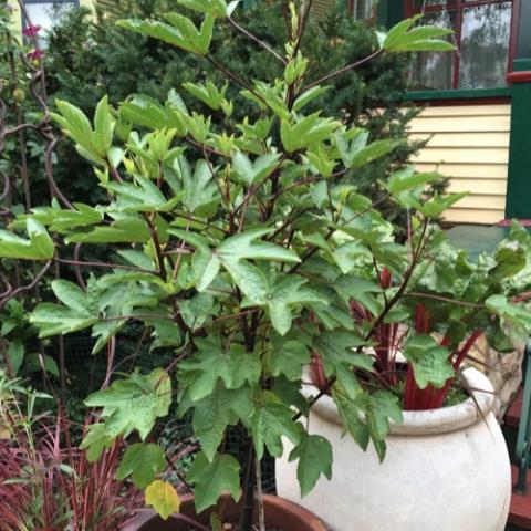 Hibiscus roselle in a pot in Minnesota, summer