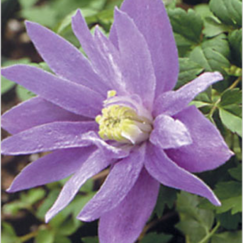 Clematis 'Blue Bird', double blue-purple long-petaled clematis bloom