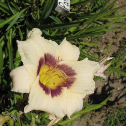 Hemerocallis 'Pandora's Box' cream petals, purple ring, yellow eye