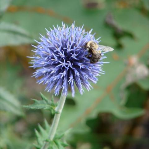 Echinops ritro, blue-lavender prickly ball with a bee on it