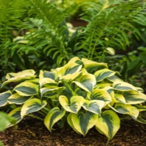 Hosta Autumn Frost, large plant with wide light yellow margins, green centers
