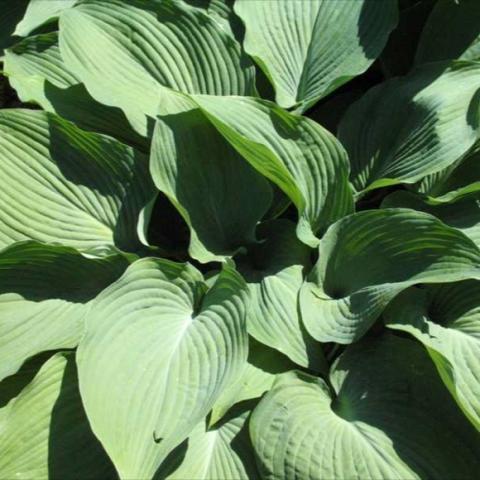 Hosta 'Blue Angel', blue green leaves