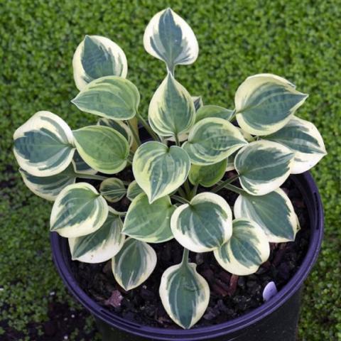 Hosta 'Cameo', almost round leave, green centers, white edges