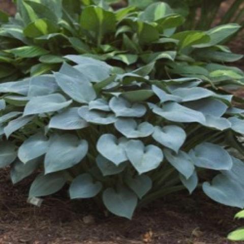 Hosta Halcyon, bluish leaves, flat shape