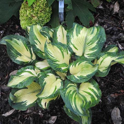 Hosta Hans, green to yellow feathered leaf pattern