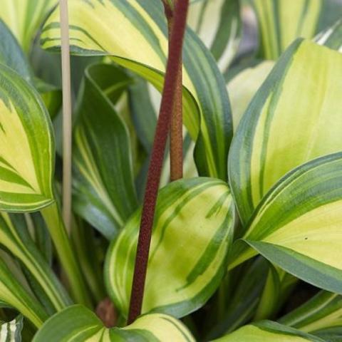 Hosta Rainbow's End, close up of red flower stemm, variegated leaves