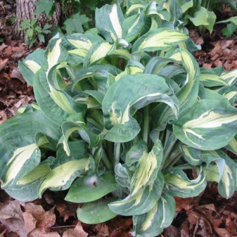 Hosta Regal Twist, green and white, very twisted